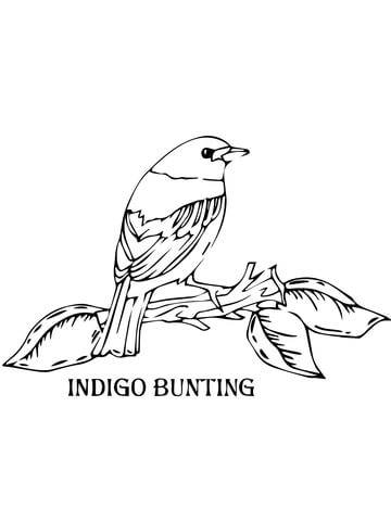 Indigo Bunting Coloring Page